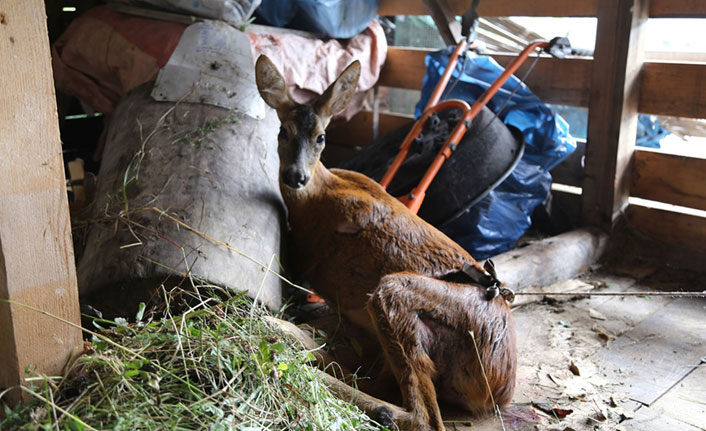 Artvin'de yaralı karaca koruma altına alındı