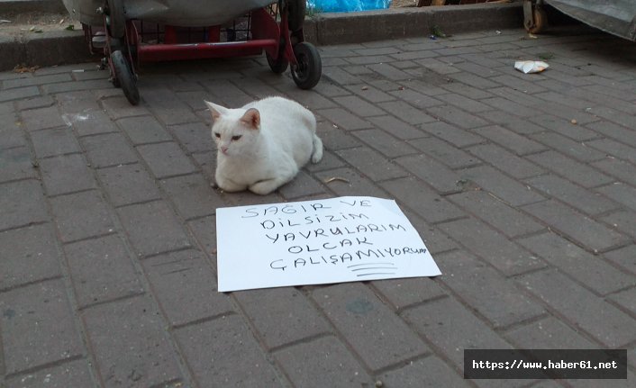 Dilenci kedi görenleri şaşırtıyor