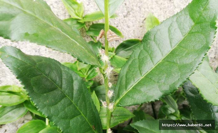 Karadeniz'in belalısı Vampir kelebekler oralarda da gözüküyor