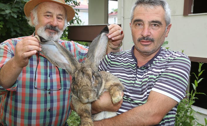 12 kiloluk tavşan ilgi odağı oldu