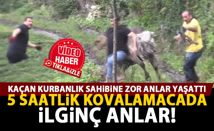 Kaçan boğa sahiplerine zor anlar yaşattı