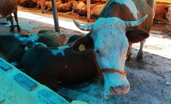 Kurbanlıklar pazardaki yerini almaya başladı