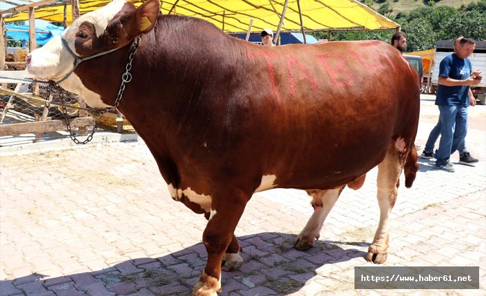 Bir tonluk "Şampiyon" otomobil parasına satıldı