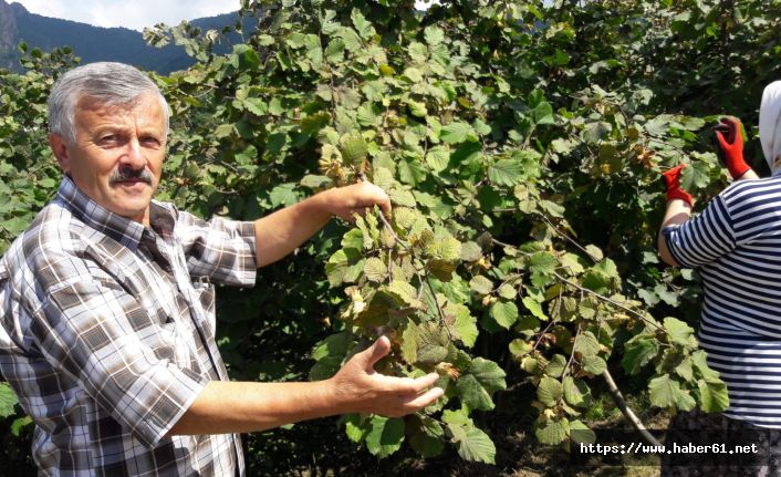 Ordu'da erken fındık hasadı