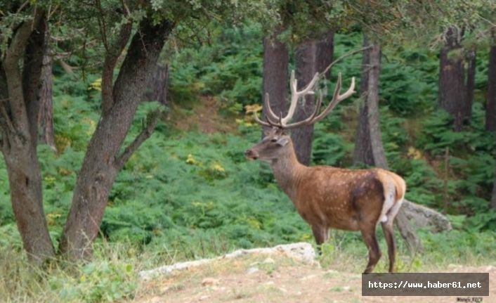 Yaban hayvanı salım çalışmaları sürüyor 