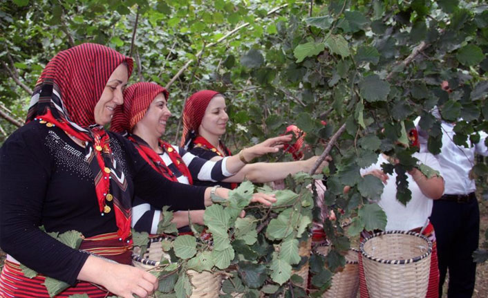 Ordu’da fındık hasadı 6 Ağustos'ta başlıyor!