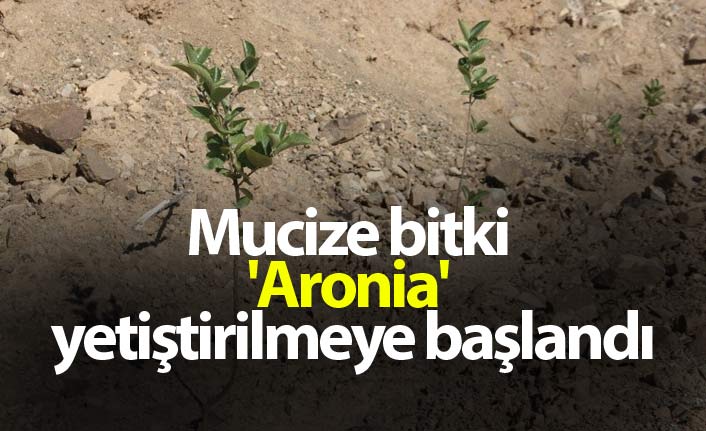 Mucize bitki 'Aronia' yetiştirilmeye başlandı