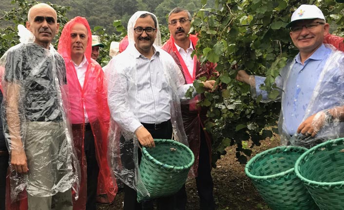 Giresun'da fındık hasadı törenle başladı