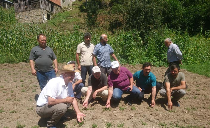 Giresun’un ilk kekik tarlası oluşturuldu