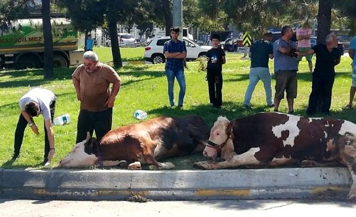 Kurbanlık telef olmasın diye cadde ortasında kesildi