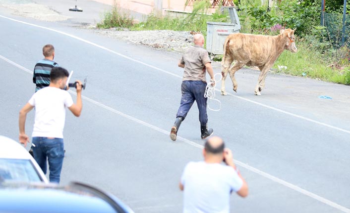 Rize'de kaçan boğa 3 saatte yakalandı