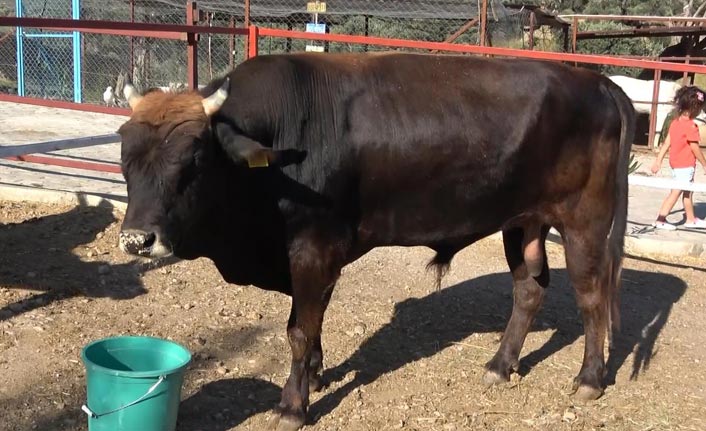 Trabzon'da denizde bulunmuştu - İşte Kaçak boğa Ferdinand'ın son hali