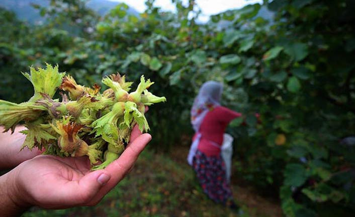 Fındık üreticisine önemli uyarı - 12 Ağustos 2019