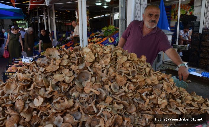 Fındık mantarına ‘gurbetçi’ rağbeti