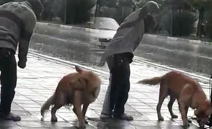 Sağanak yağmurda köpeği yumrukladı