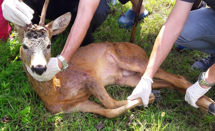 Yavru karaca, köpek saldırısından kurtarıldı