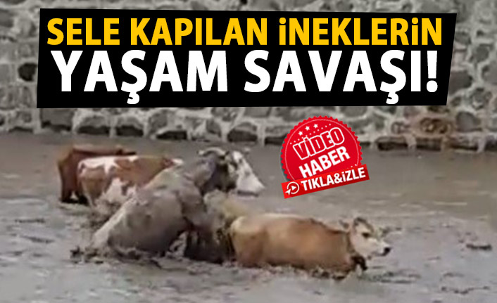 Sele kapılan büyükbaş hayvanlar böyle görüntülendi 