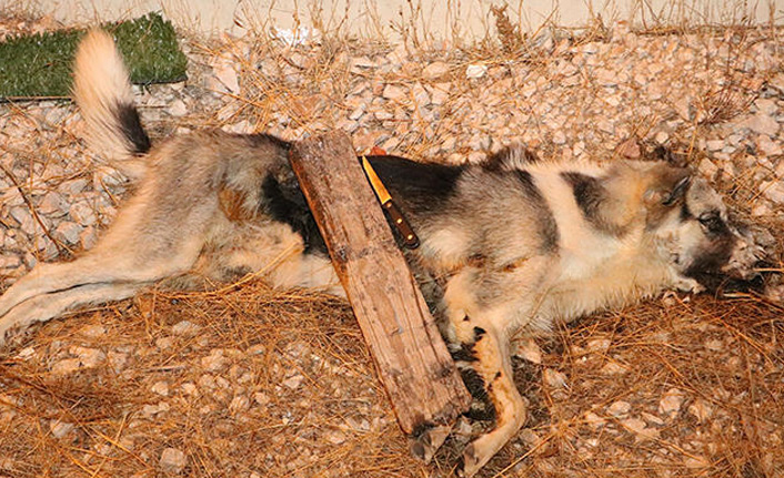 Bunun adı vahşet! Sokak köpeğini...