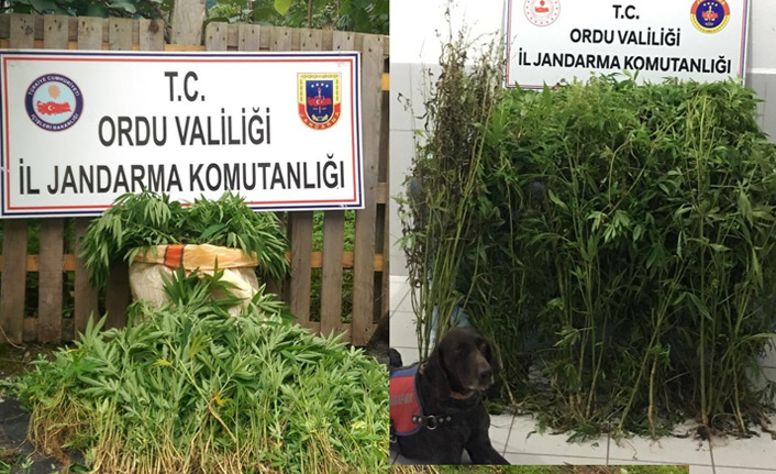 Ordu'da ele geçirildi! Tam...