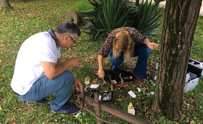 Otomobil çarpan köpeğe veterinerden ilk müdahale