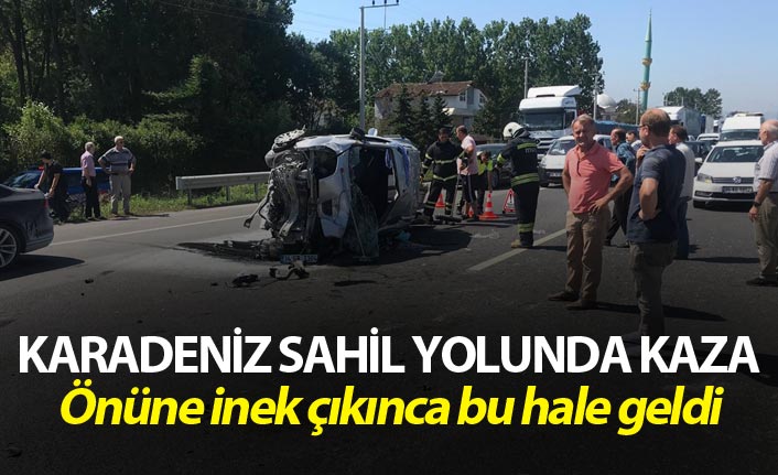 Karadeniz Sahil yolunda kaza - Önüne inek çıkınca...