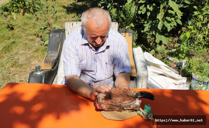 Tavuğunun ardından gözyaşı döküp mezar kazdı!