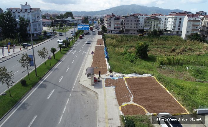 Sahil yolu fındıkla doldu