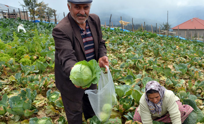 2 bin rakımda beyaz lahana hasadı