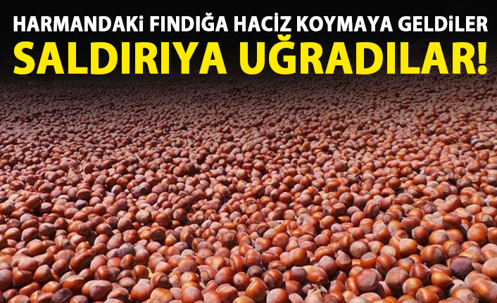 Harmandaki fındığa haciz işlemi yapan memurlar saldırıya uğradı!