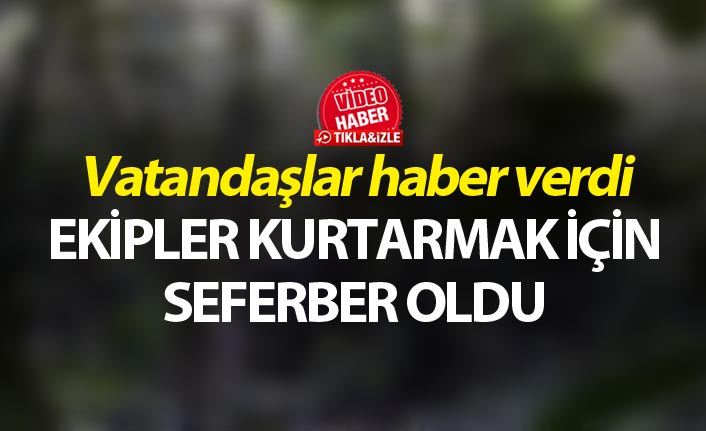 Vatandaşlar haber verdi ekipler kurtarmak için seferber oldu