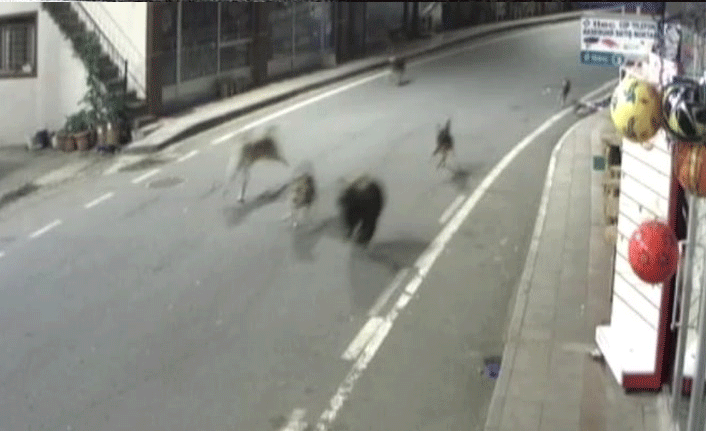 Yavru ayı köpeklerle bir oldu, ilçe merkezini birbirine kattı