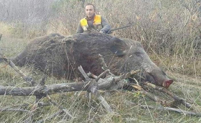 Doğu Karadeniz'de yaban domuzlarının büyüklüğü şaşırtıyor