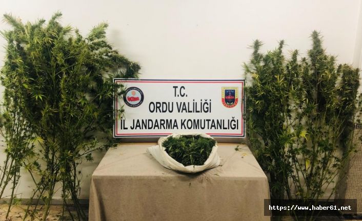 170 kök kenevir ele geçirildi