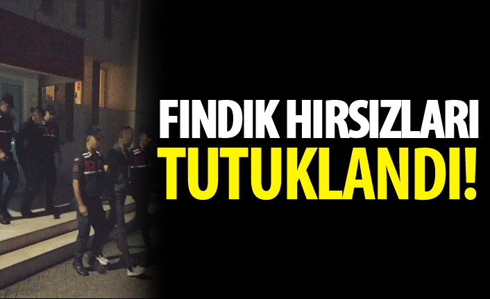 Fındık hırsızları tutuklandı!