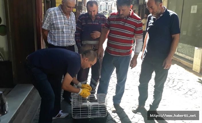 Yaralı güvercine esnaf sahip çıktı