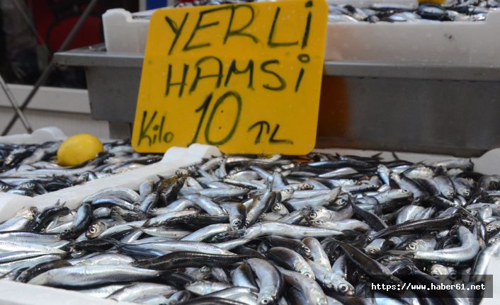 Palamut çıkıyor fiyatlar düşüyor!