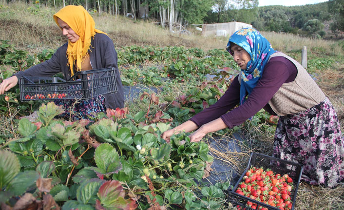 Devlet desteğiyle 60 yaşında çilek üretimine başladı