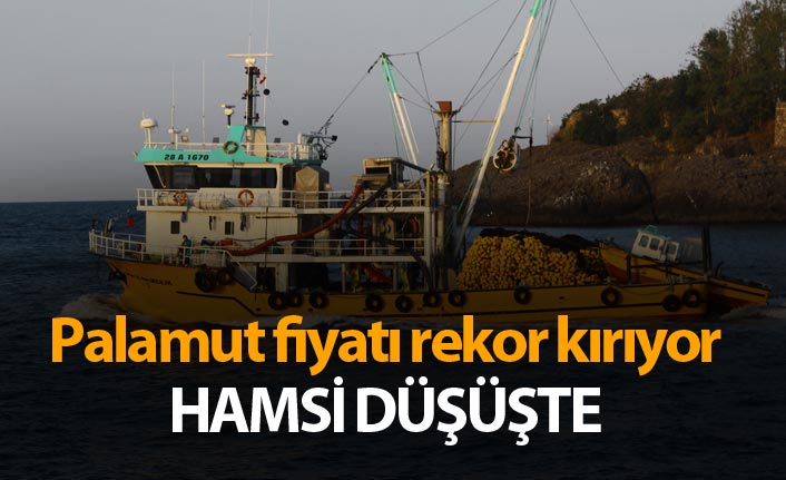 Palamut fiyatı rekor kırıyor, hamsi düşüşte