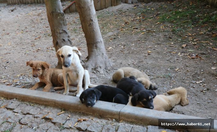 Barınaktan köpek sahiplenenlere uyarı