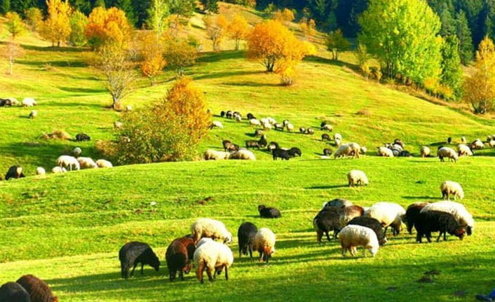 "Sakin Şehir Şavşat" sonbahar renkleriyle ziyaretçilerini bekliyor