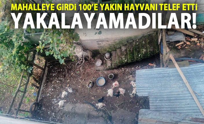 Mahalleye girdi 100 yakın hayvanı telef etti!