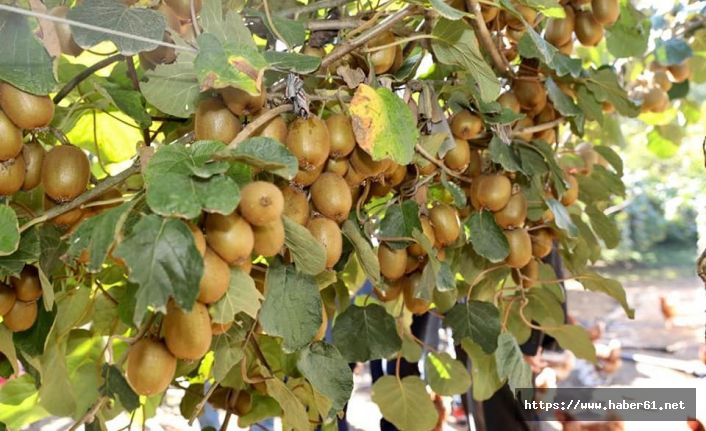 7 bin ton kivi rekoltesi bekleniyor