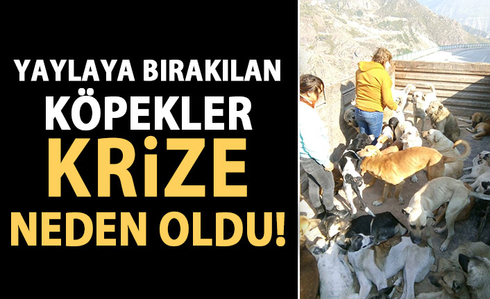 Yaylaya bırakılan köpekler krize neden oldu