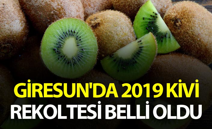 Giresun'da 2019 kivi rekoltesi belli oldu