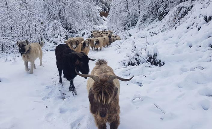 Ordu'da yaylacılar kara yakalandı