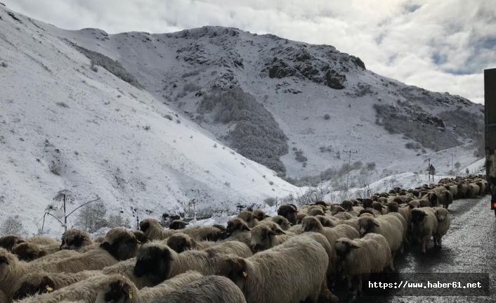 Kar altında koyunların dönüşü başladı