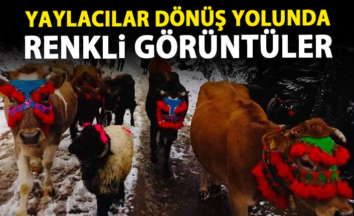 Yaylacılar dönüş yolunda