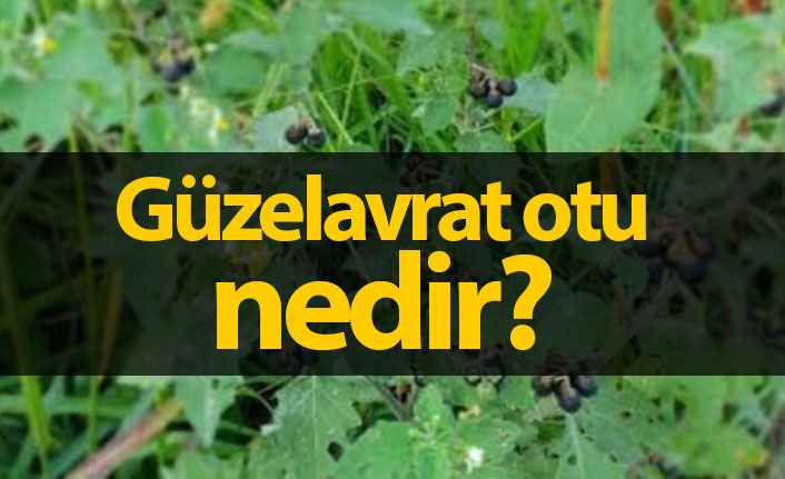 Güzelavrat otu nedir? Güzelavrat otu ne işe yarar?