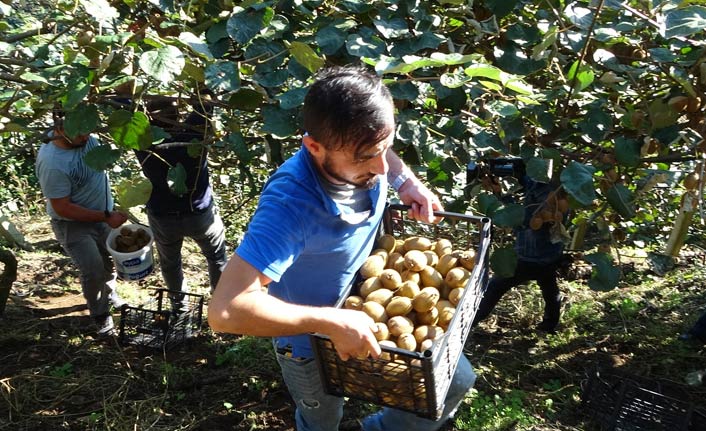 Ordu'da kivi hasadı zamanı