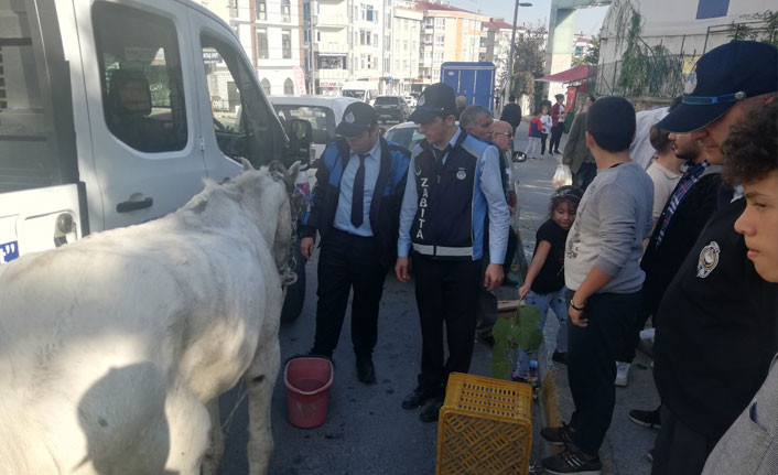 Esenyurt'ta bir ayağı sakat ve gözü kör ata işkence